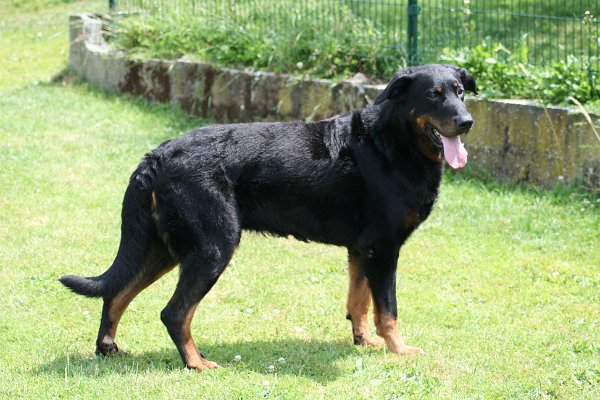 Avril du clos de la pinsonnière 2